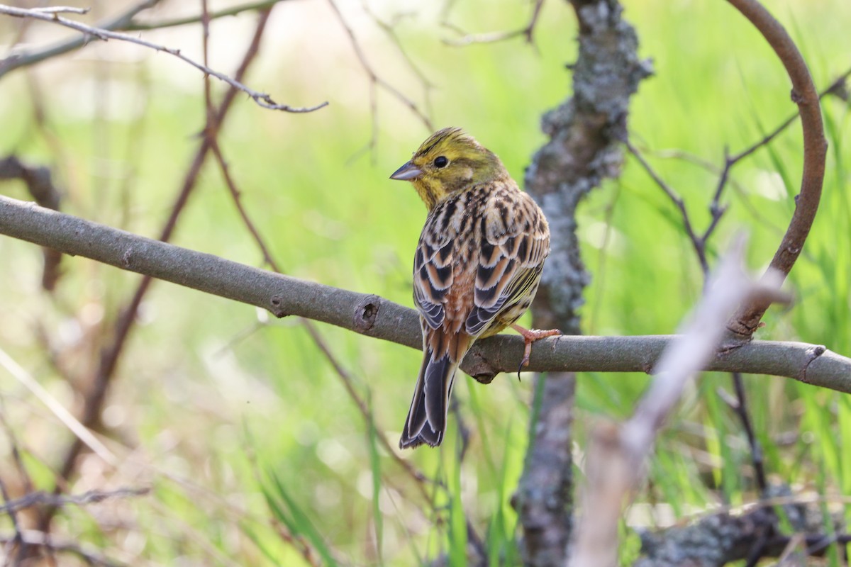 Yellowhammer - ML336909181