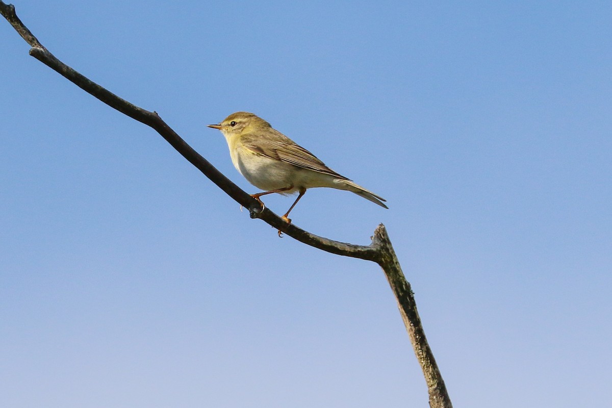 Willow Warbler - ML336909451