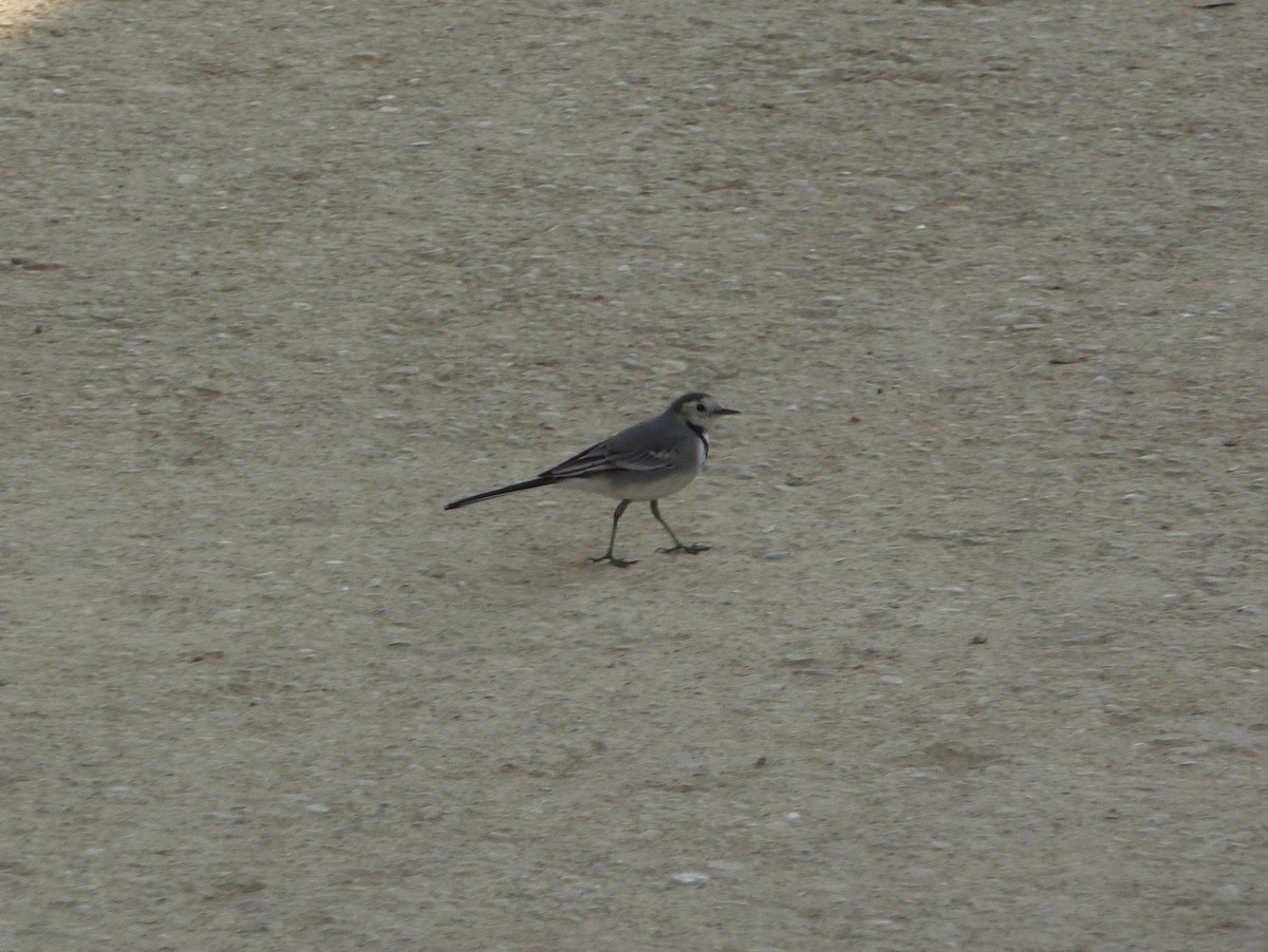 White Wagtail - ML336911511