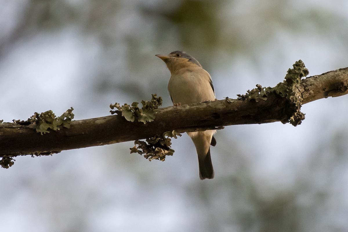 Hooded Tanager - ML336912101