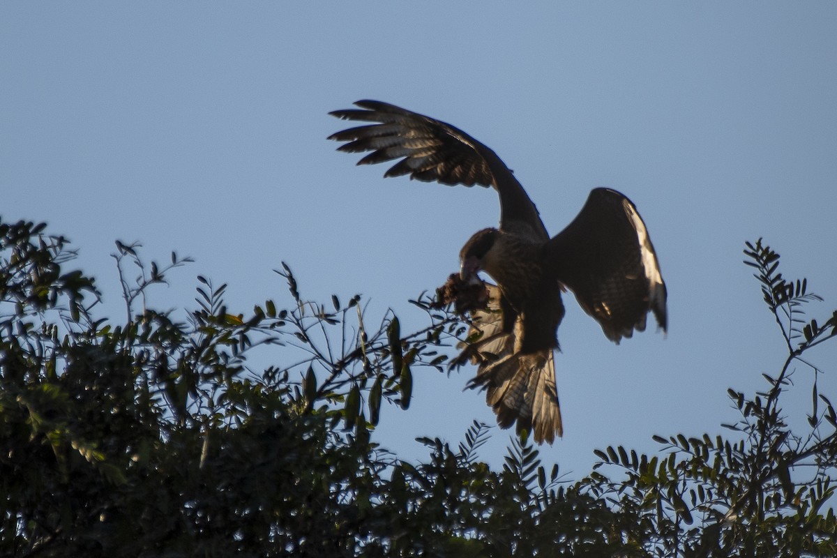 Caracara huppé (plancus) - ML336912241