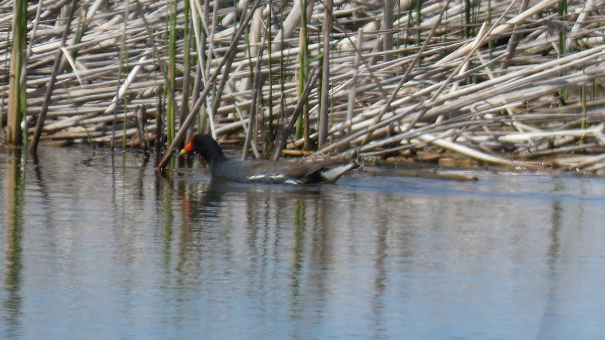 Common Gallinule - ML336912281