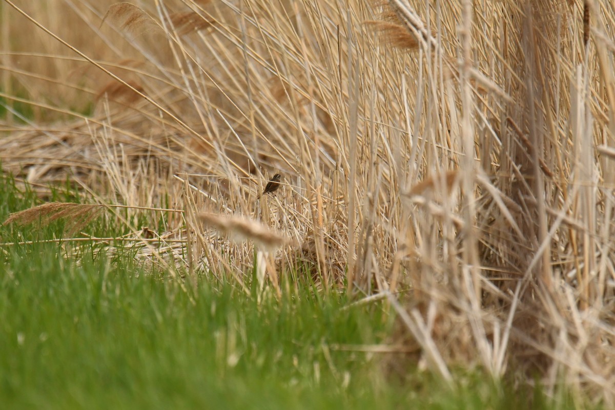 Swamp Sparrow - ML336913151