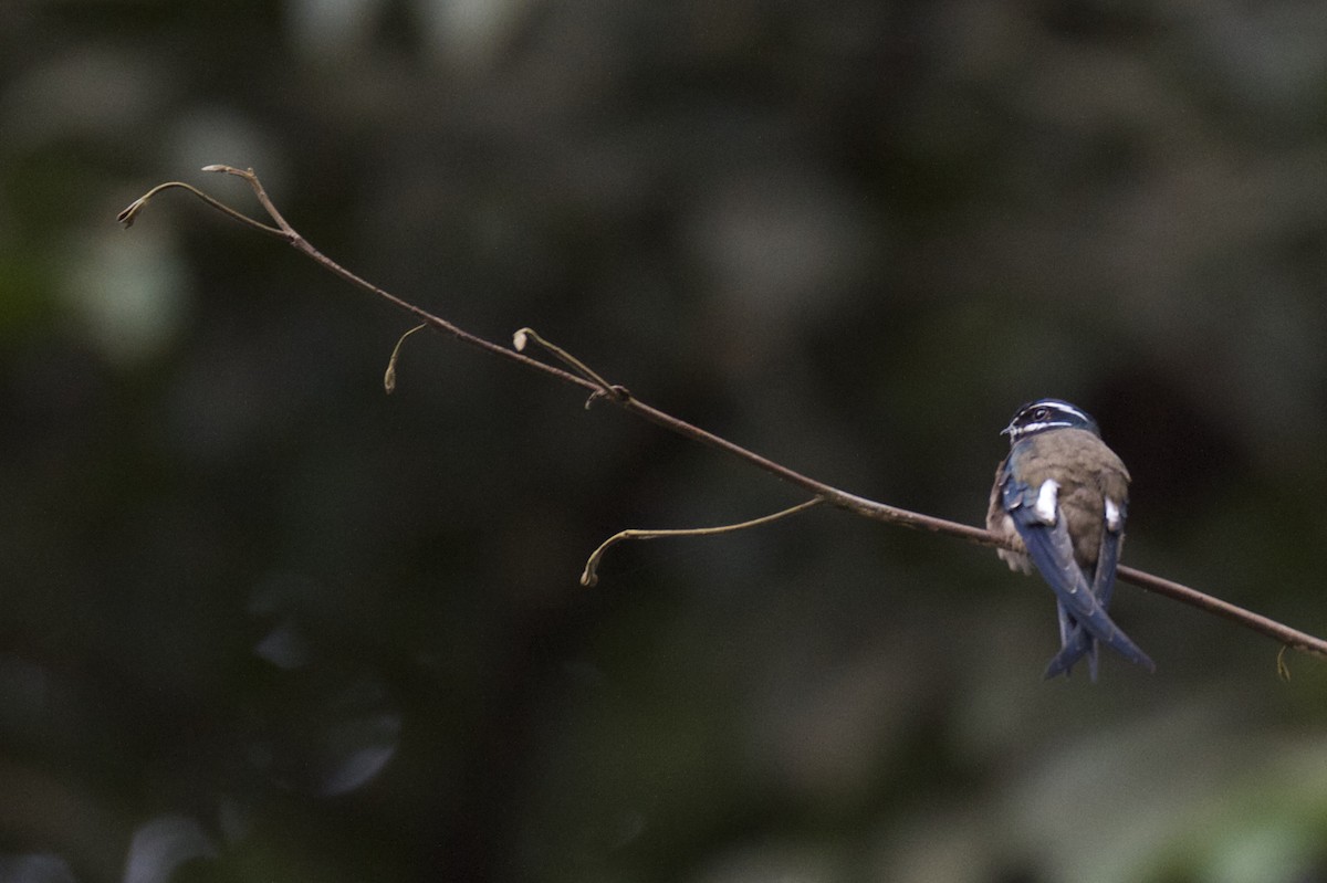 Whiskered Treeswift - Chris Barnes