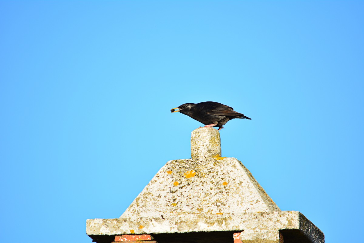 Spotless Starling - ML336917331