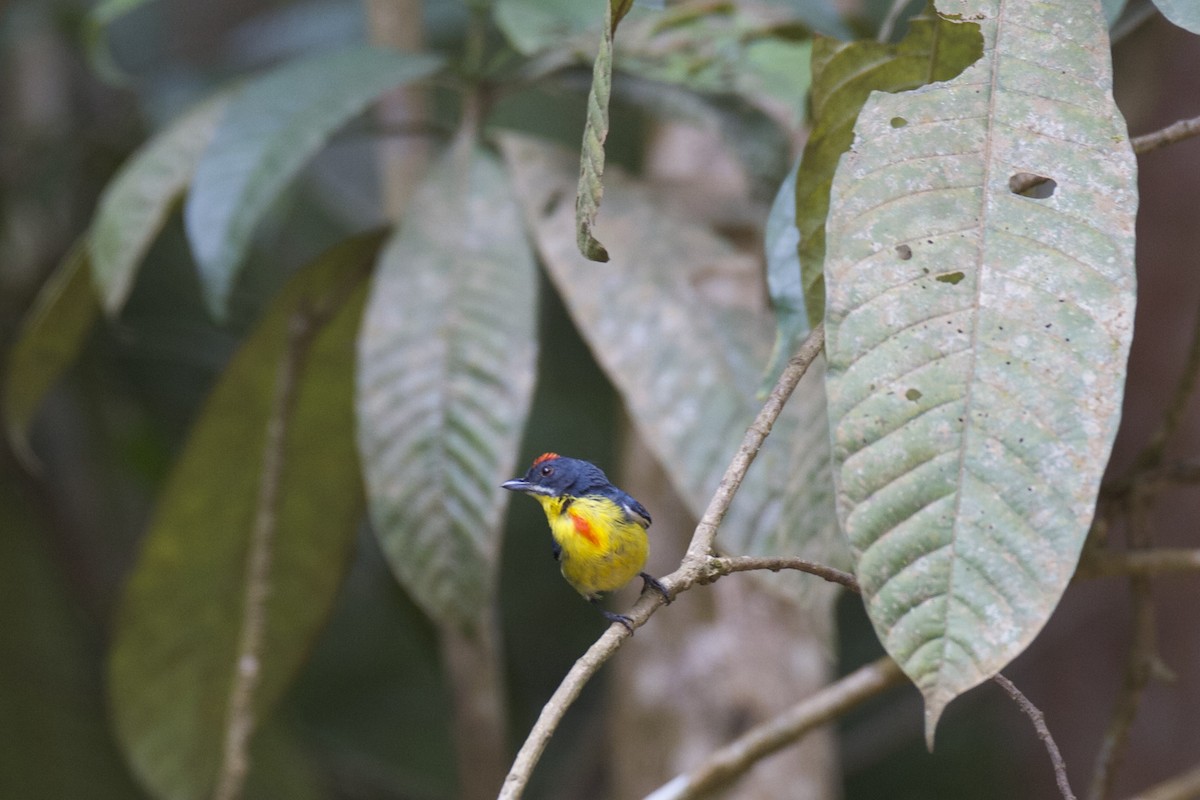 Crimson-breasted Flowerpecker - ML33691871