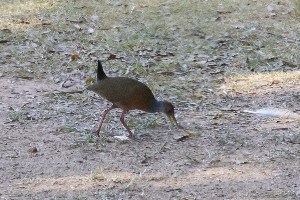 Gray-cowled Wood-Rail - ML336919391