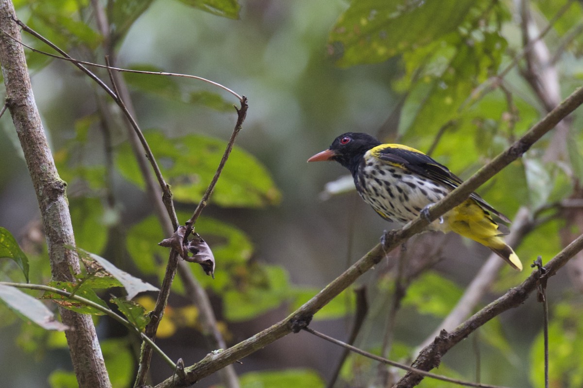 Dark-throated Oriole - ML33691941