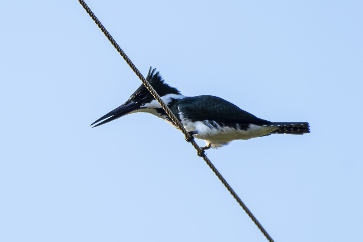 Martin-pêcheur d'Amazonie - ML336919581