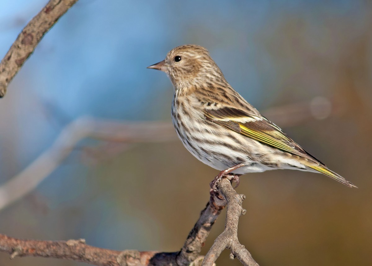 Pine Siskin (Northern) - ML336919781