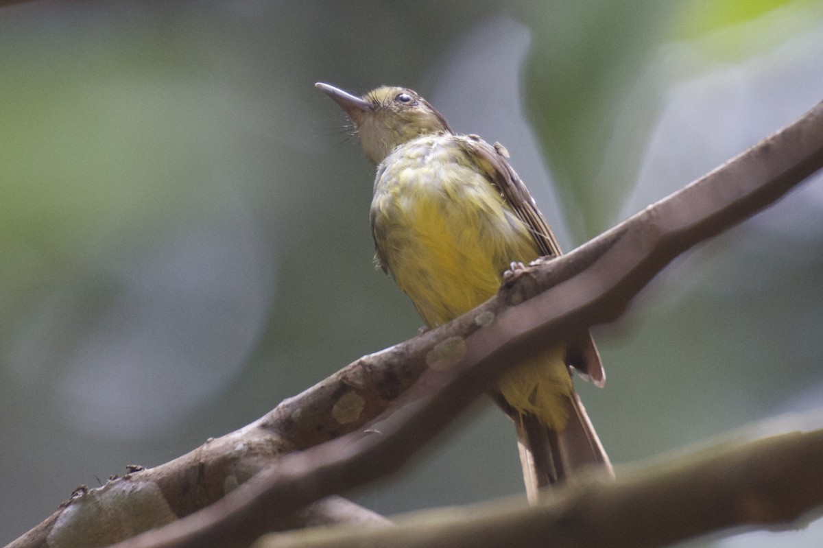 Hairy-backed Bulbul - Chris Barnes