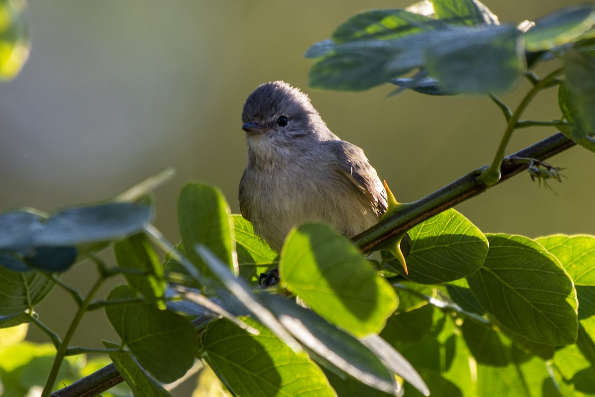 Southern Beardless-Tyrannulet - ML336920131