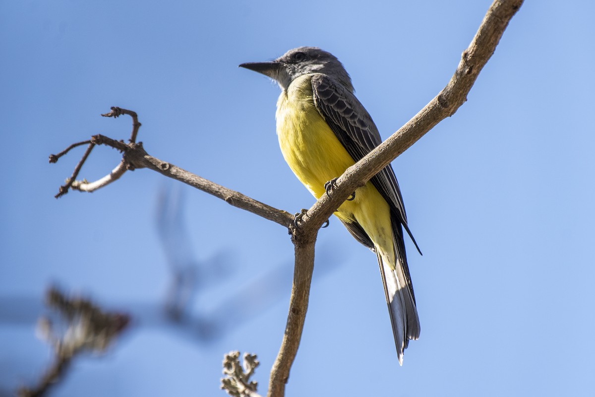 Tropical Kingbird - ML336920251