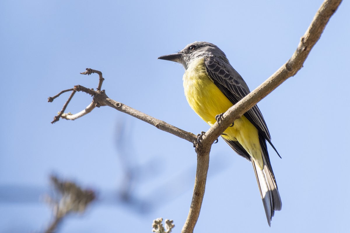 Tropical Kingbird - ML336920261