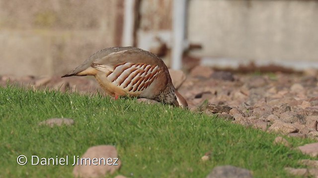 Red-legged Partridge - ML336920341