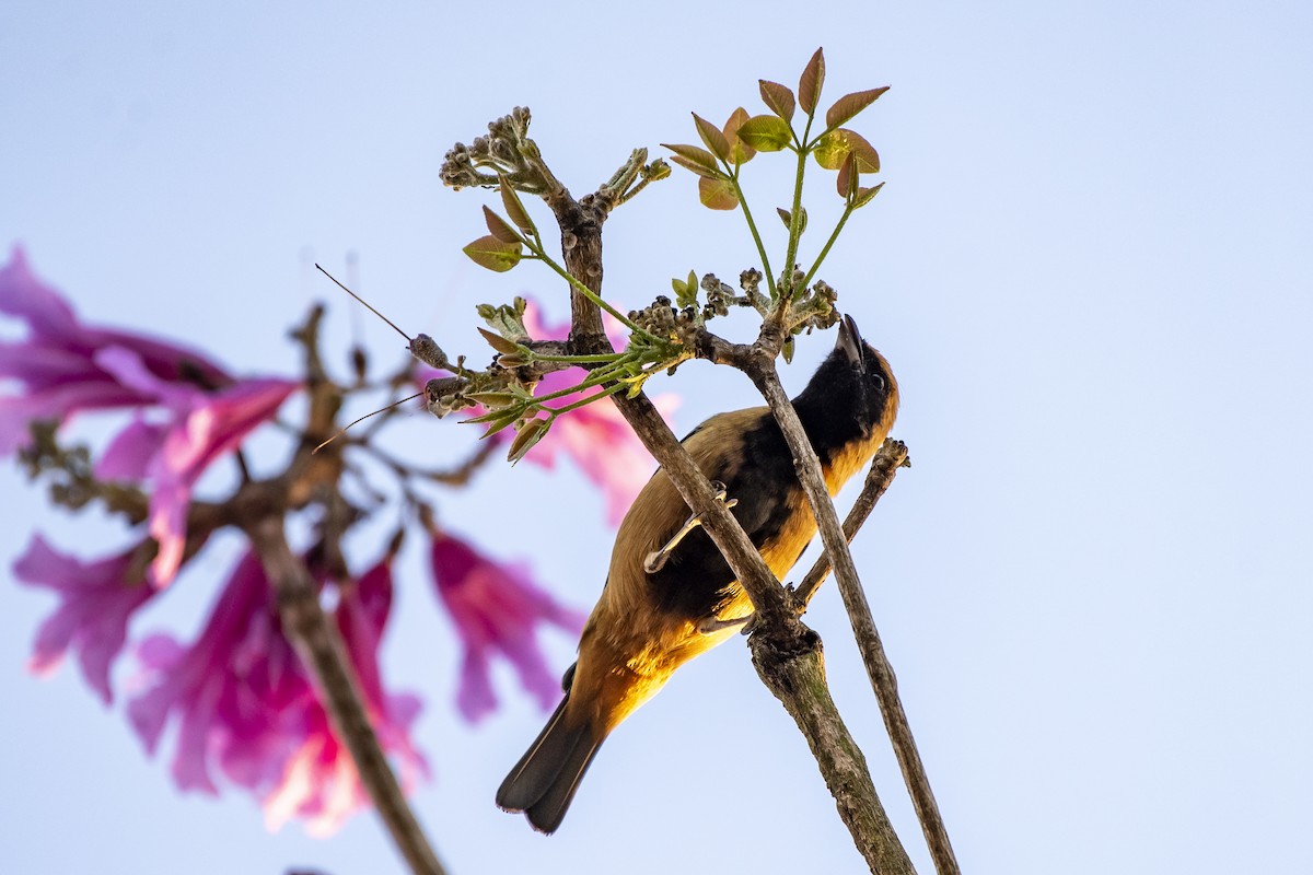 Burnished-buff Tanager - ML336921321