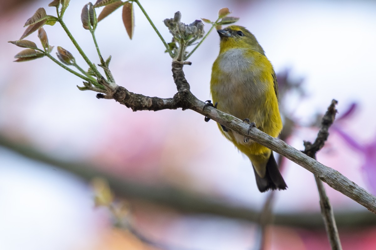 Purple-throated Euphonia - ML336921381