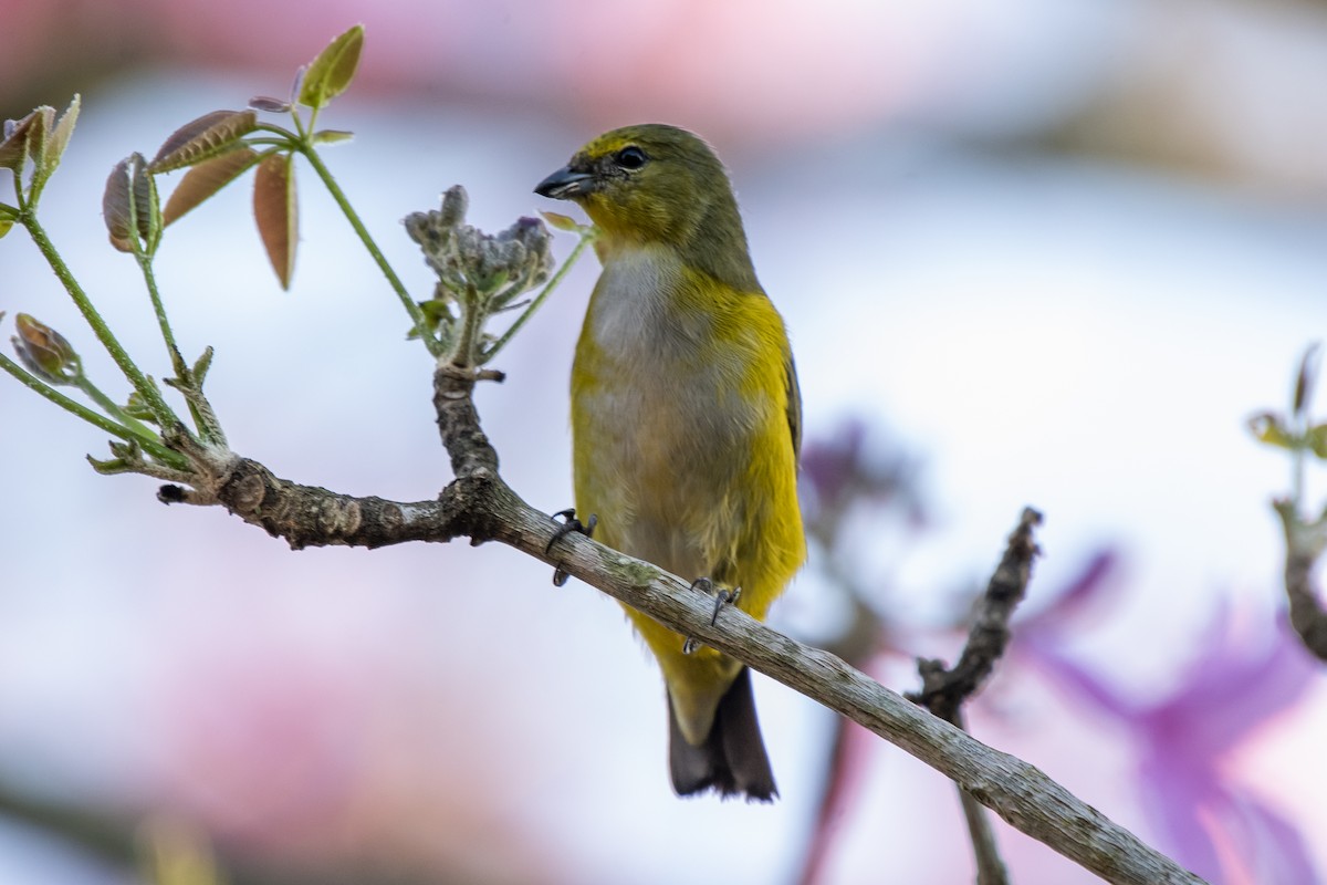 Purple-throated Euphonia - ML336921401