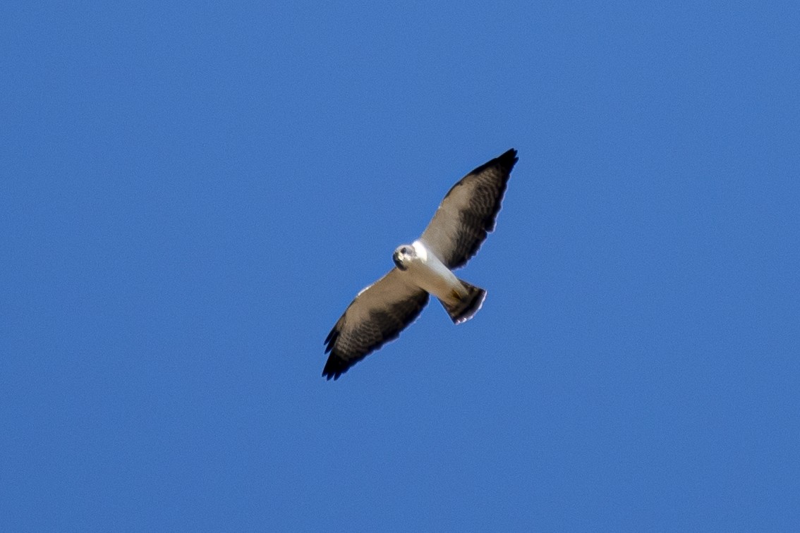 Short-tailed Hawk - Luiz Carlos Ramassotti