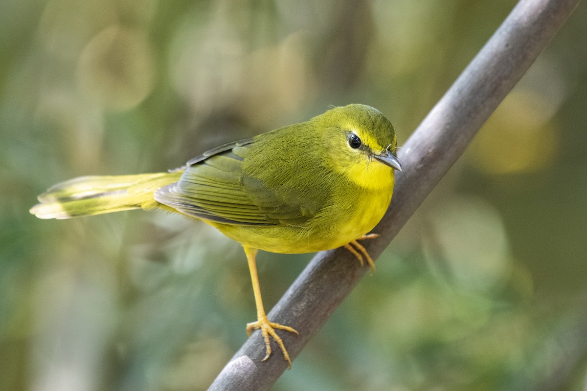 Flavescent Warbler - ML336923161