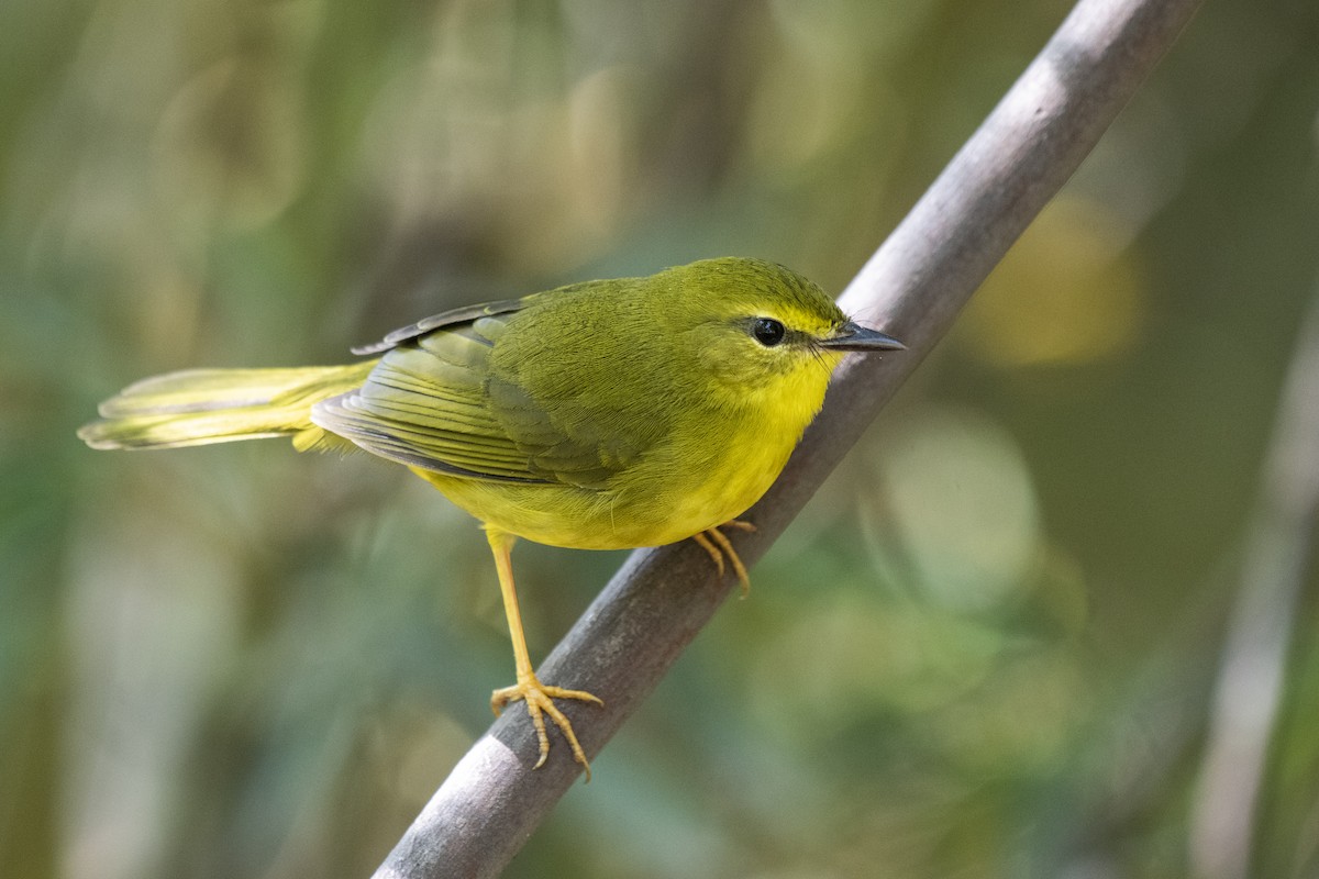 Flavescent Warbler - ML336923211