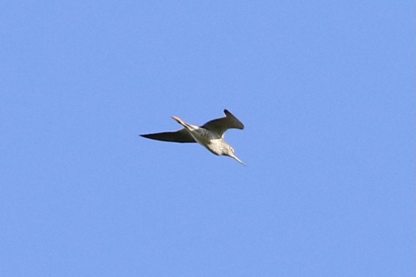 Greater Yellowlegs - ML336923521