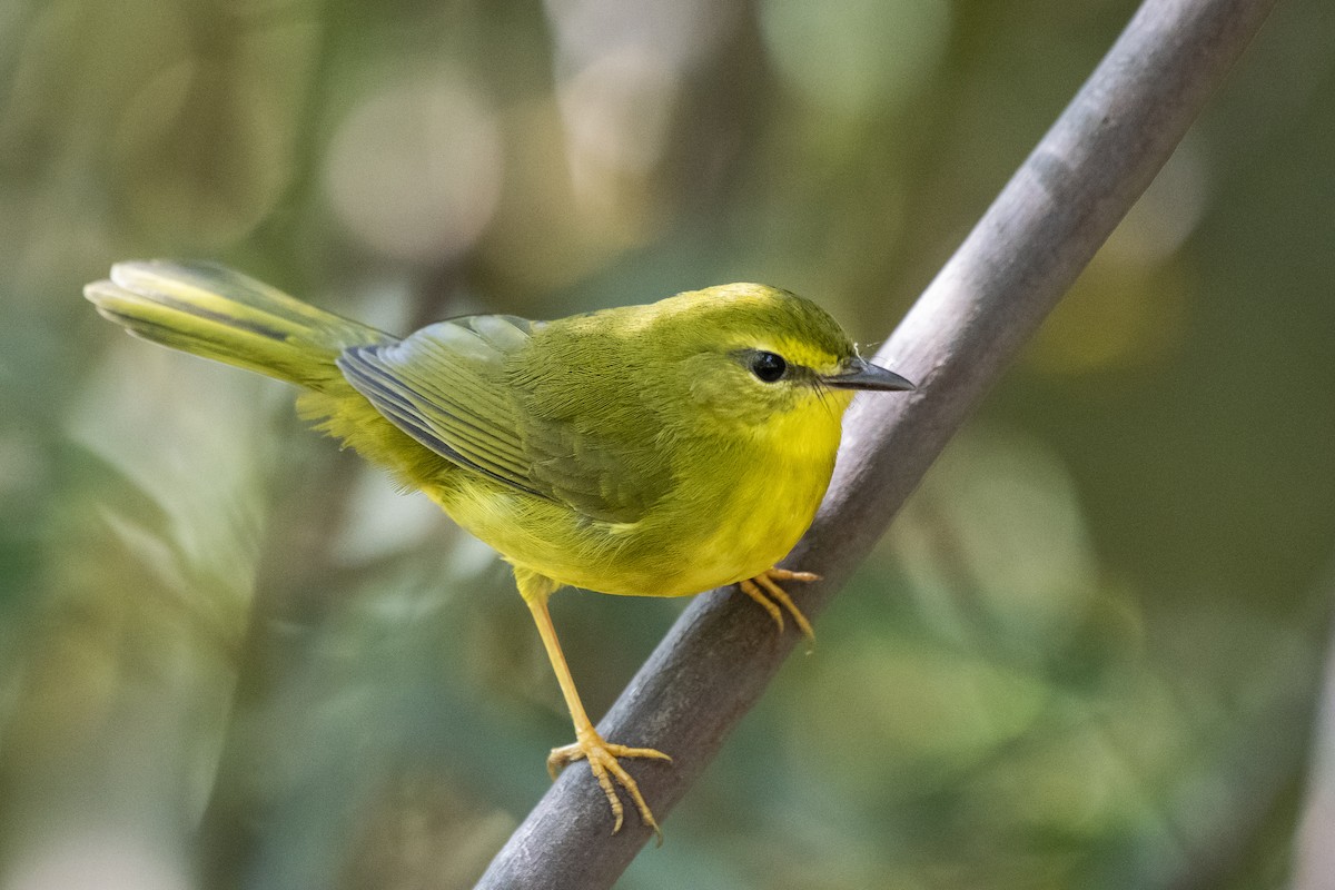 Flavescent Warbler - Luiz Carlos Ramassotti