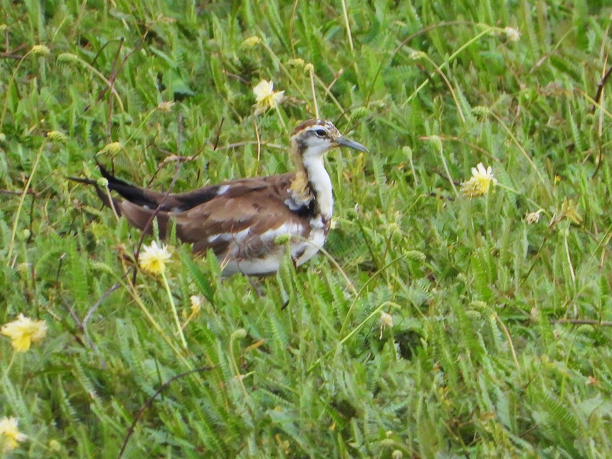 Pheasant-tailed Jacana - ML336924711