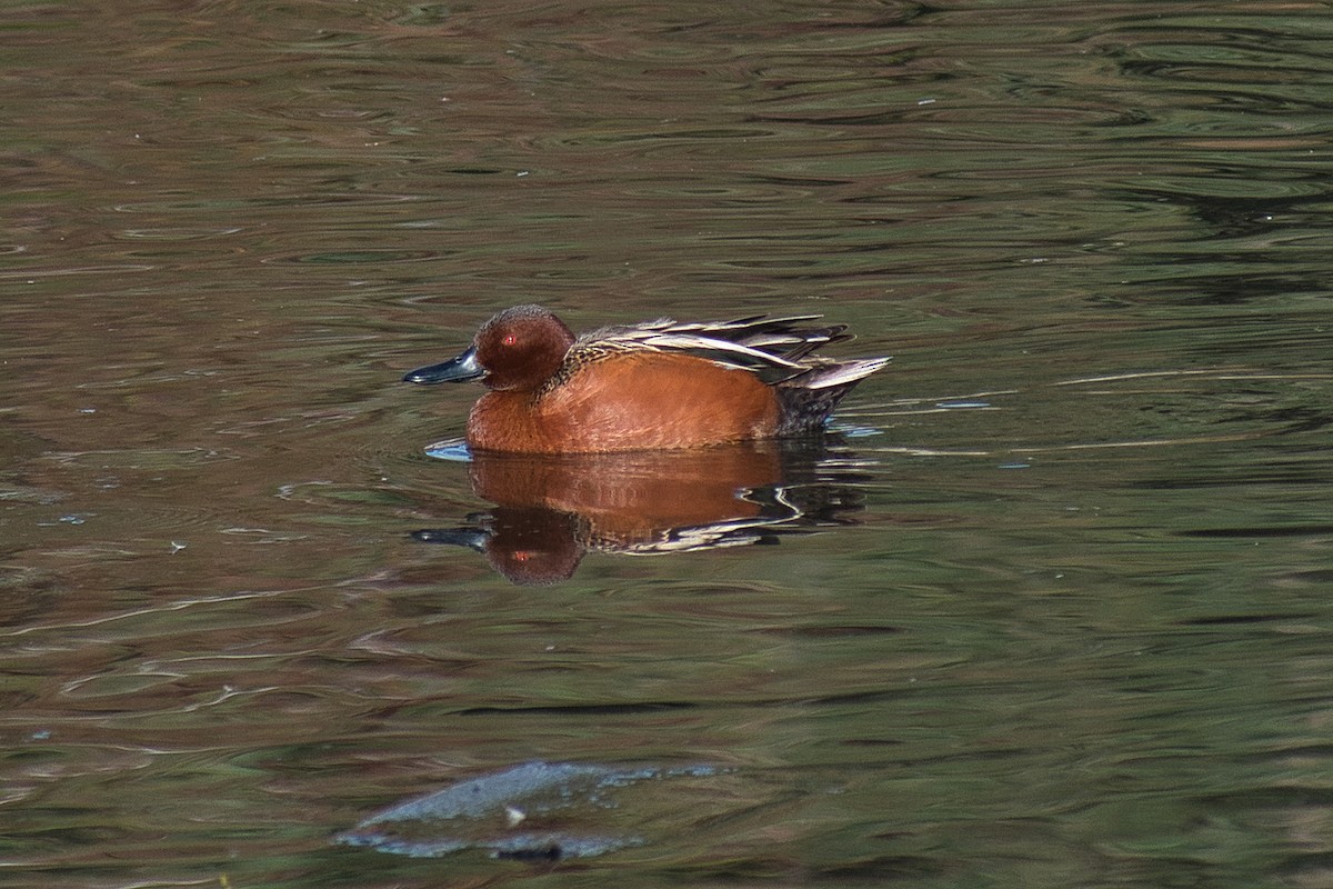 Cinnamon Teal - Paul Prappas