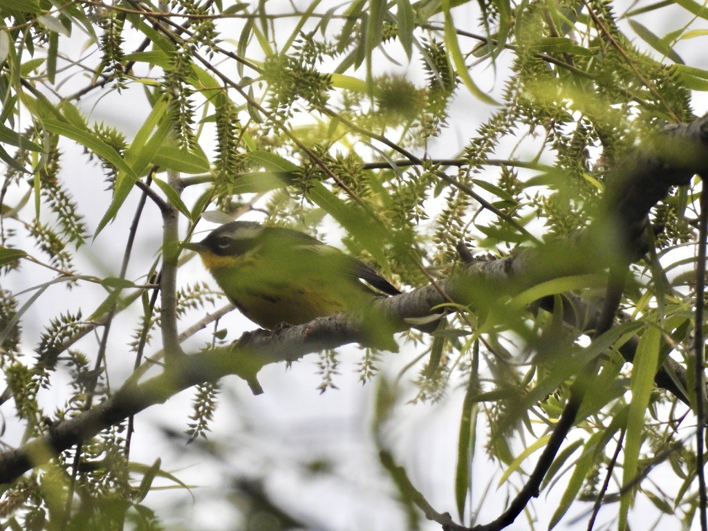 Magnolia Warbler - ML336925451
