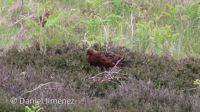 Willow Ptarmigan - ML336925531