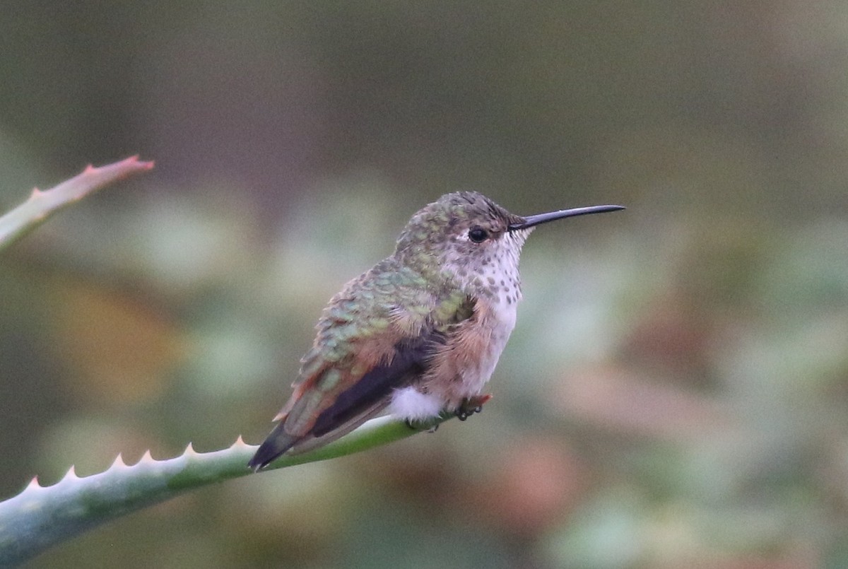 Allen's Hummingbird - ML33692571