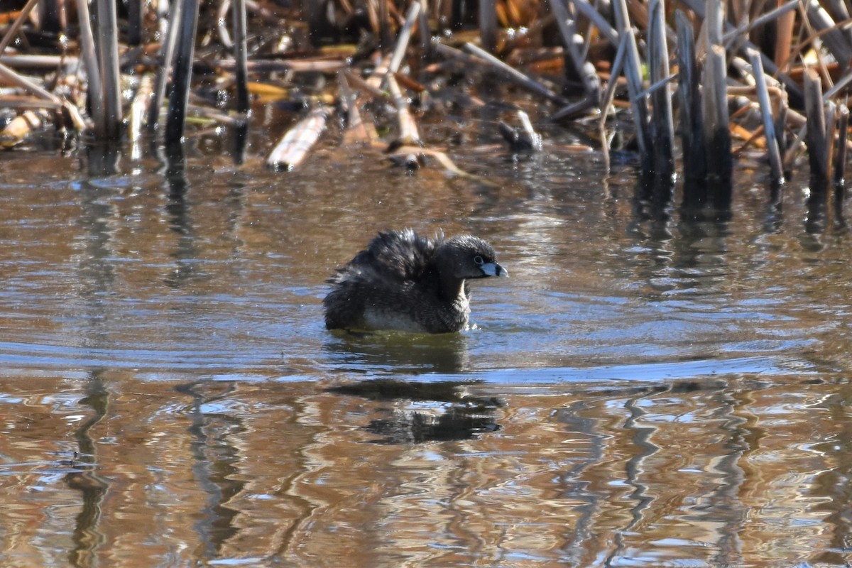 Pied-billed Grebe - Calvin S