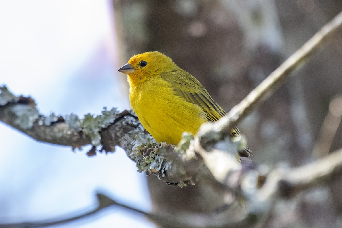 Saffron Finch - ML336926471