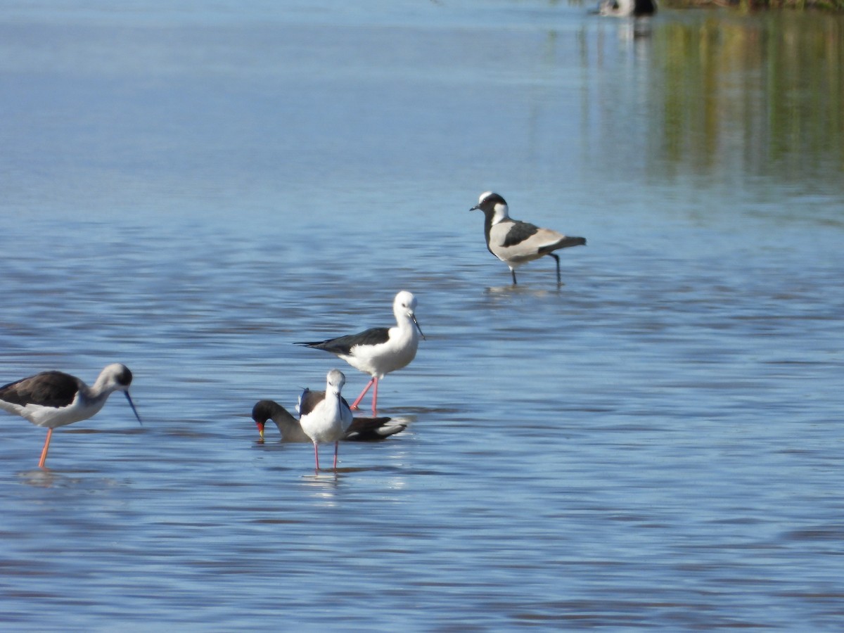 Black-winged Stilt - ML336927271