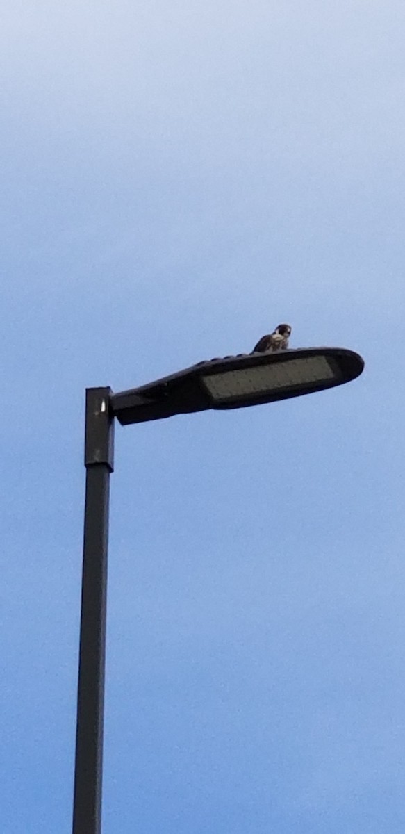 Peregrine Falcon - ML336927391