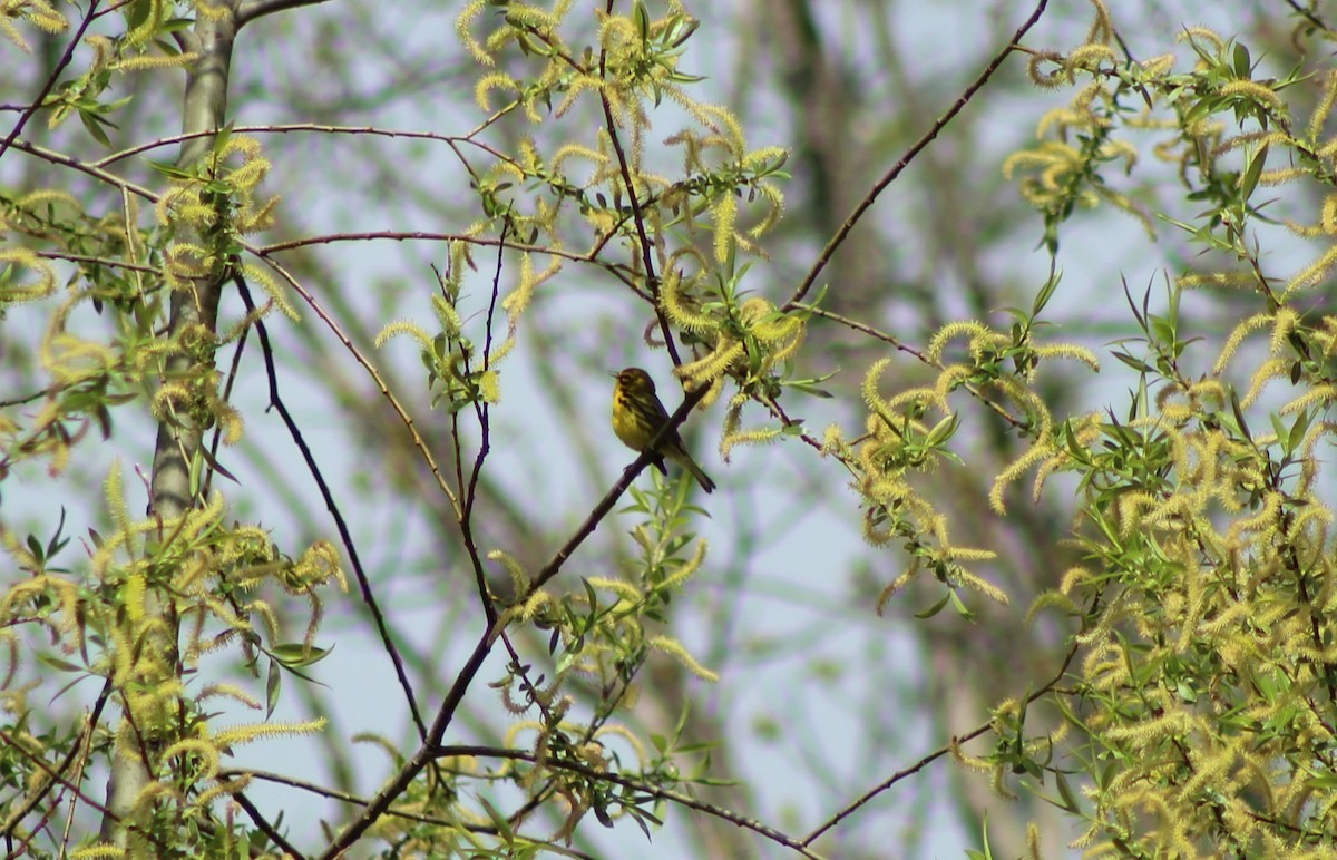 סבכון ערבות - ML336928101