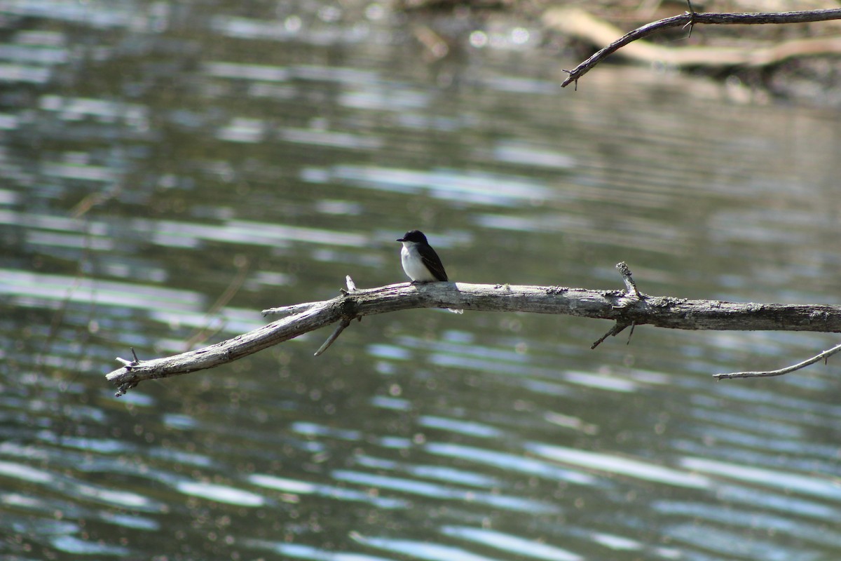 טירן מזרחי - ML336928371