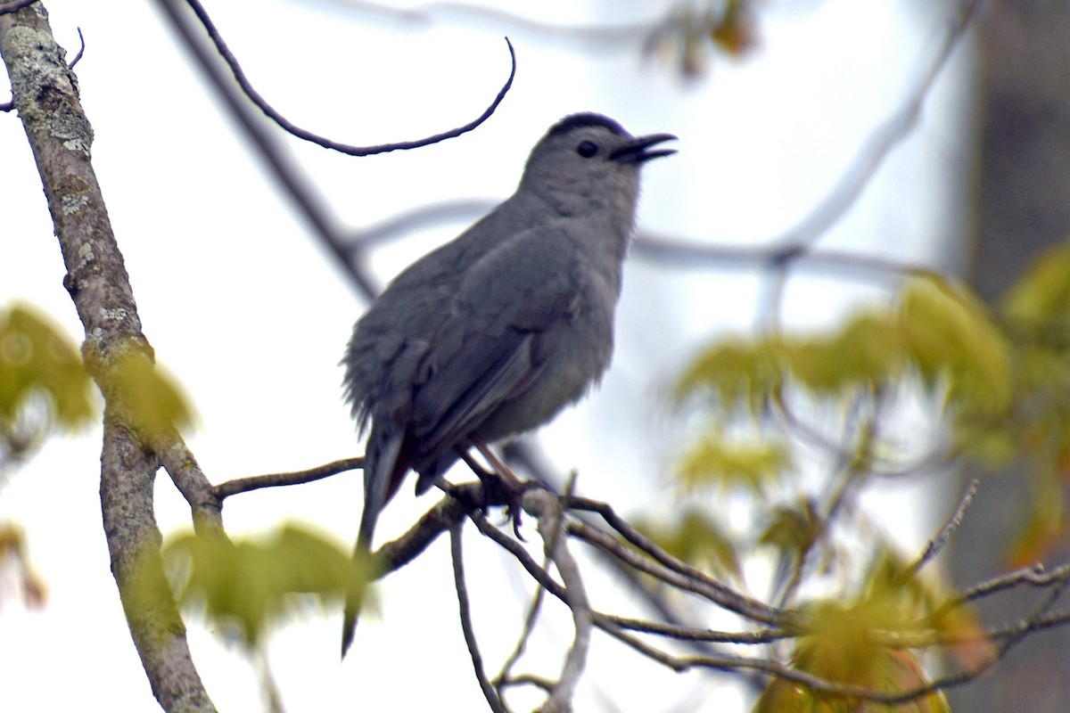 Gray Catbird - ML336928901