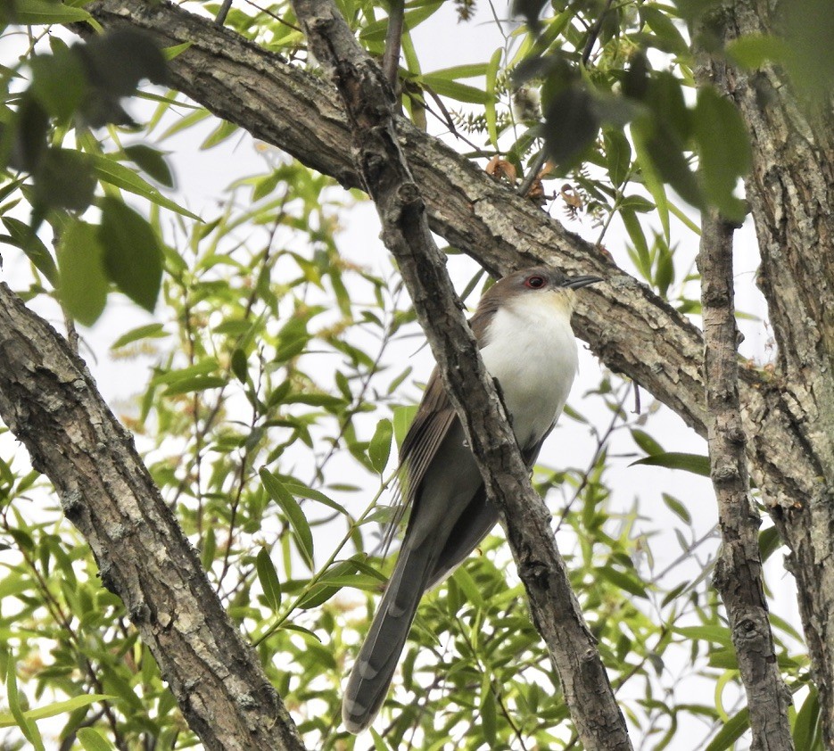 Black-billed Cuckoo - ML336929371