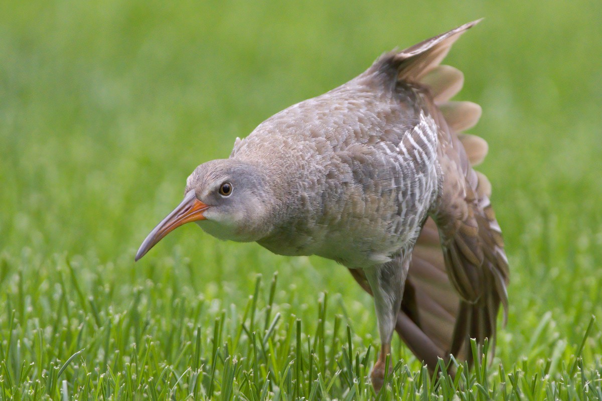 Clapper Rail - ML336931221