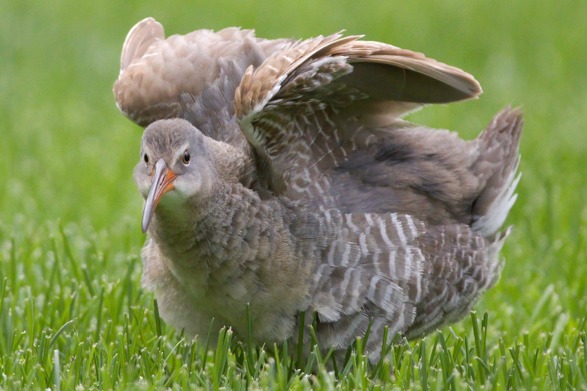 Clapper Rail - ML336931501