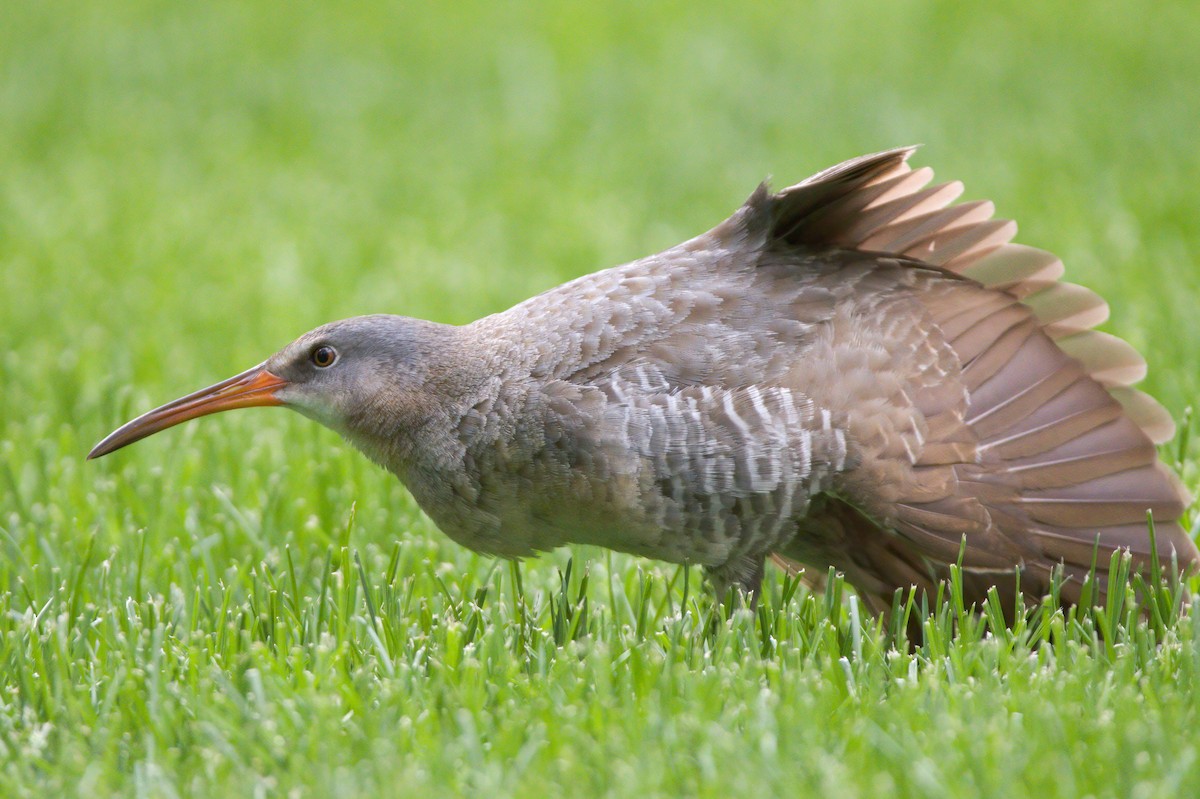 Clapper Rail - ML336931741