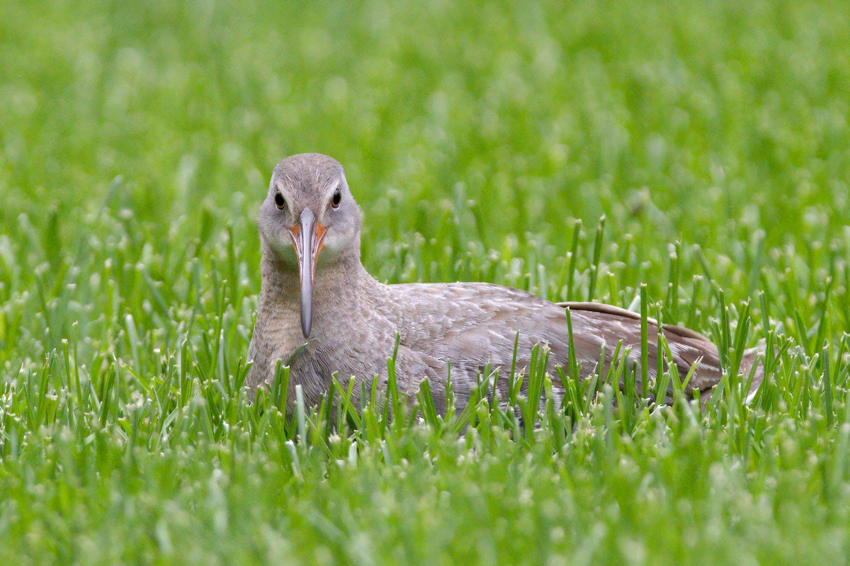 Clapper Rail - ML336931891