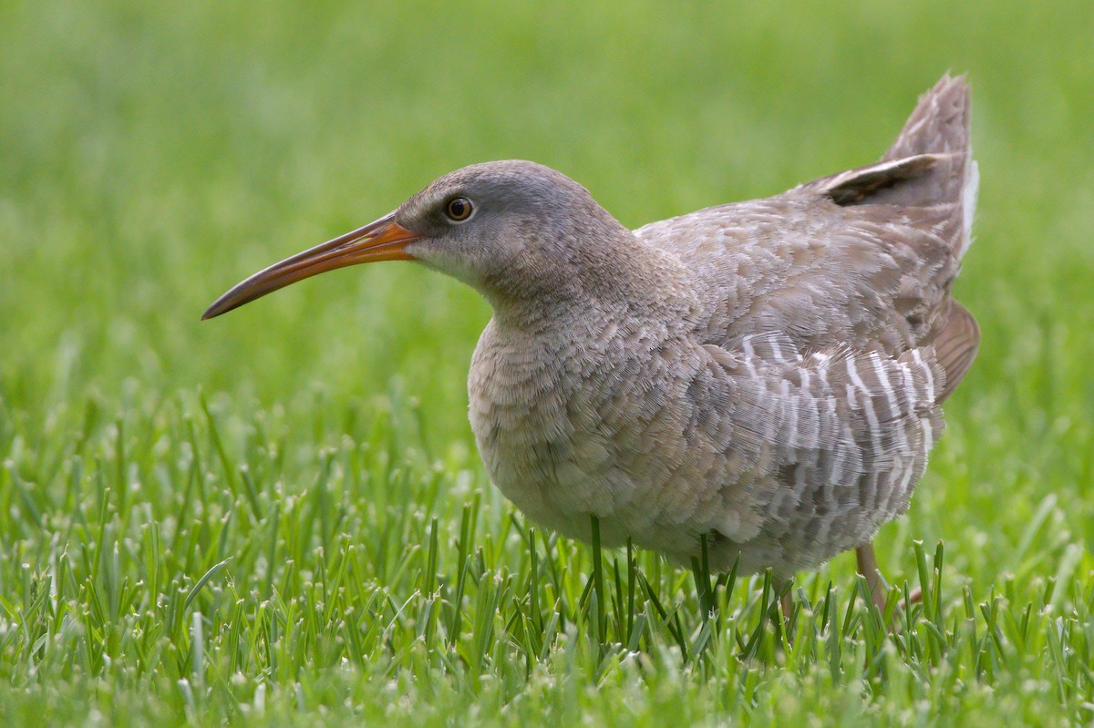 Clapper Rail - ML336932121