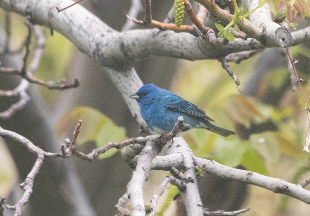 Lazuli x Indigo Bunting (hybrid) - ML336932351