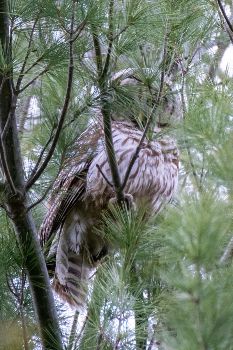 Barred Owl - ML336933531