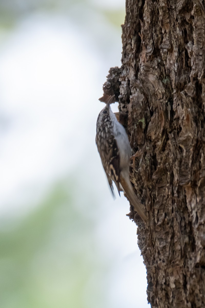 Brown Creeper - ML336933911