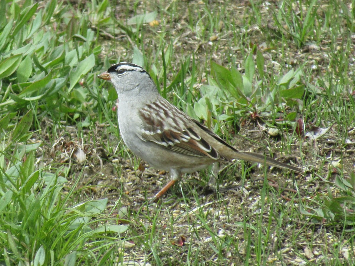 White-crowned Sparrow - ML336934011