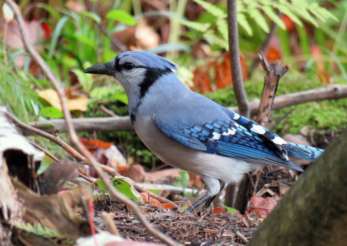 Blue Jay - Elodie Roze